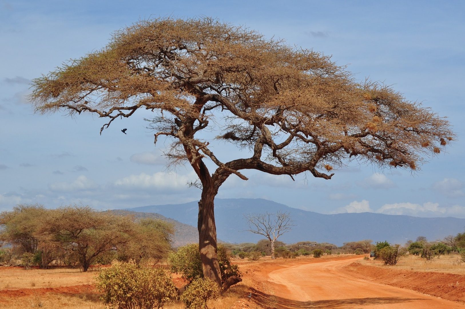 tree-3227869_1280